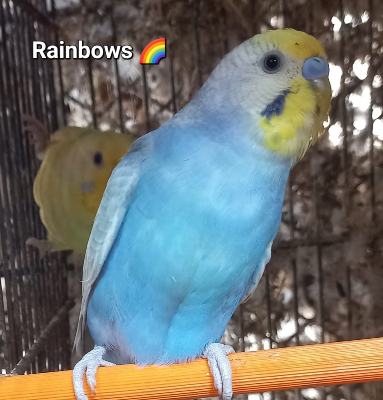 Budgerigars