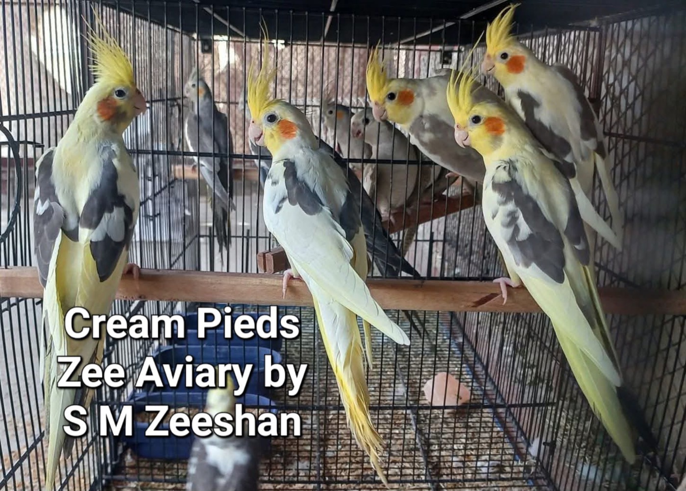 Cockatiels