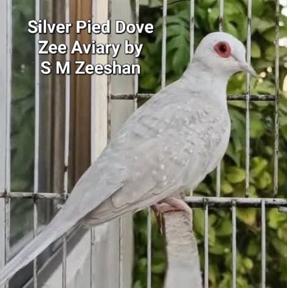 Doves