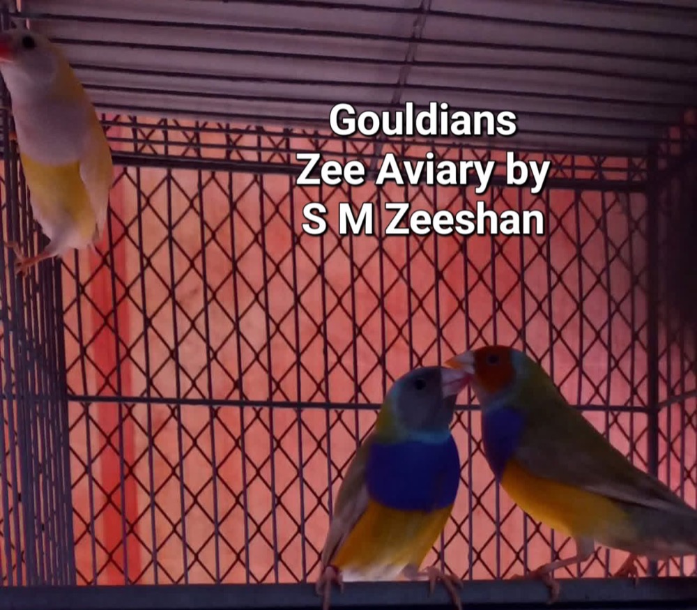 Gouldian finches