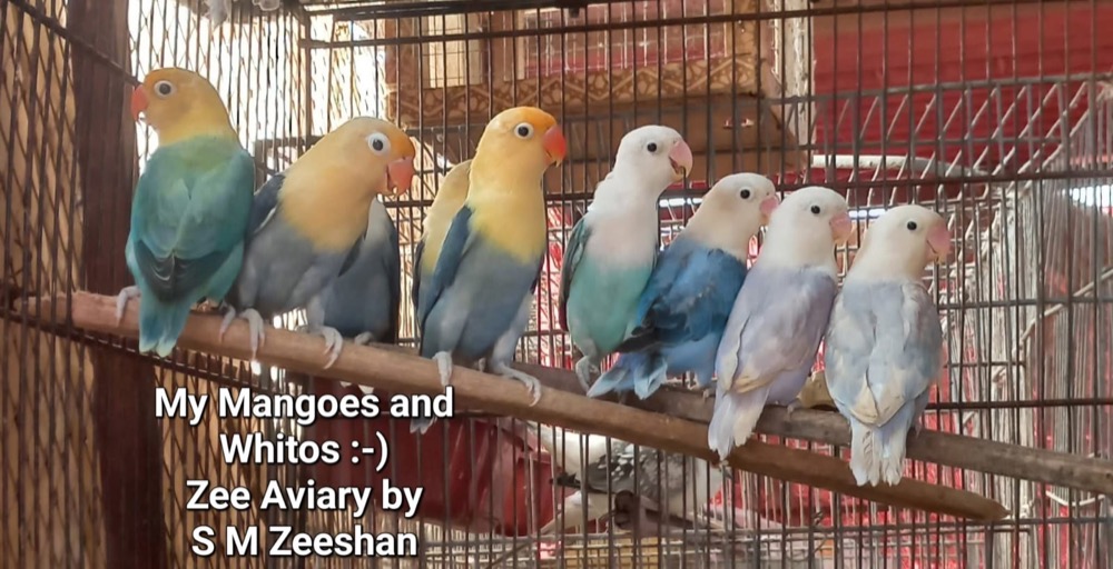 Lovebirds